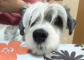 昆布（教順寺癒やし部門）